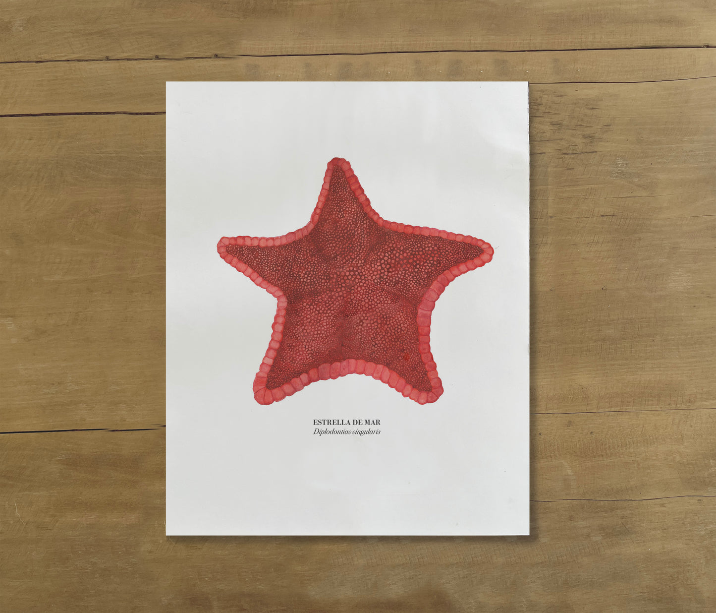 Lámina Estrella de Mar