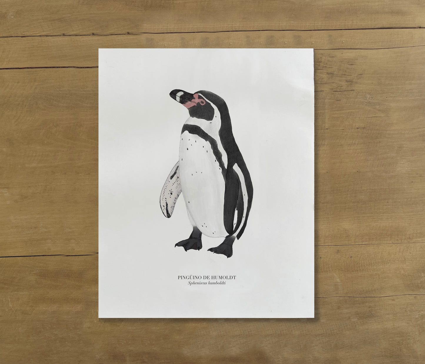 Lámina Pingüino de Humboldt