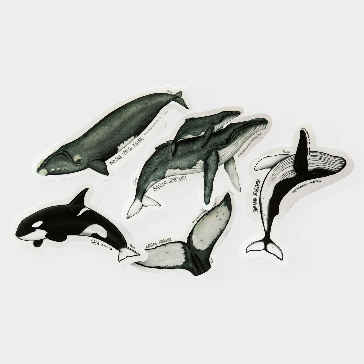 Pack de Stickers Marinos · Cetáceos