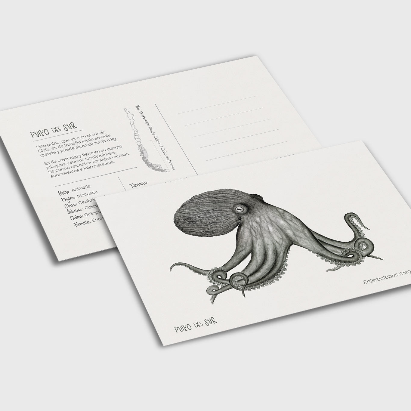 Pack de Postales Ilustradas