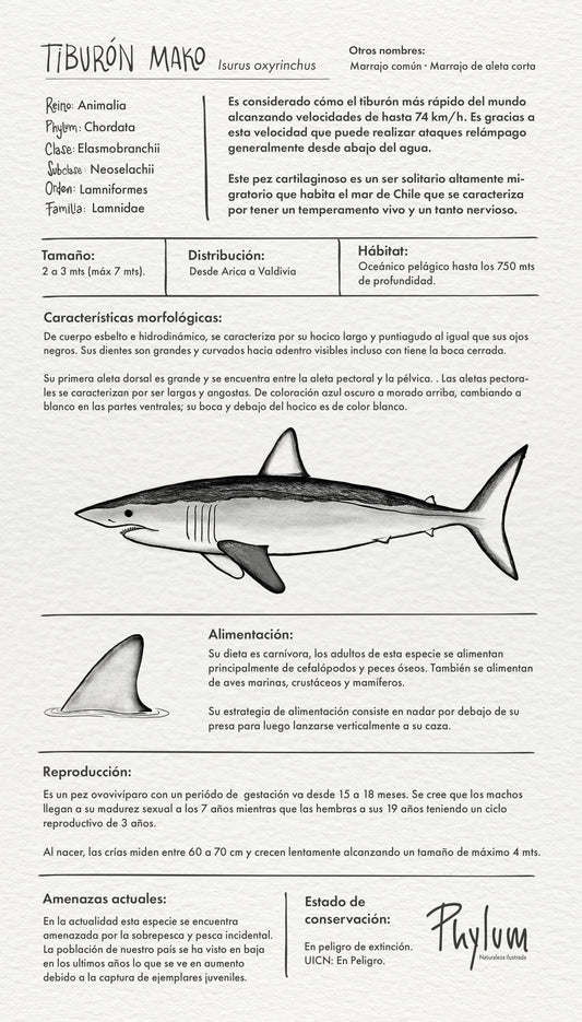 TIBURÓN MAKO