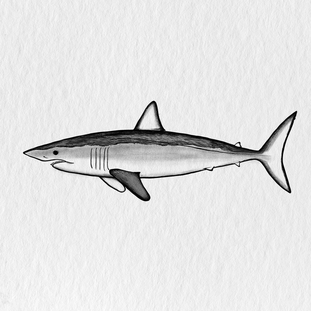 Colección Tiburón Mako