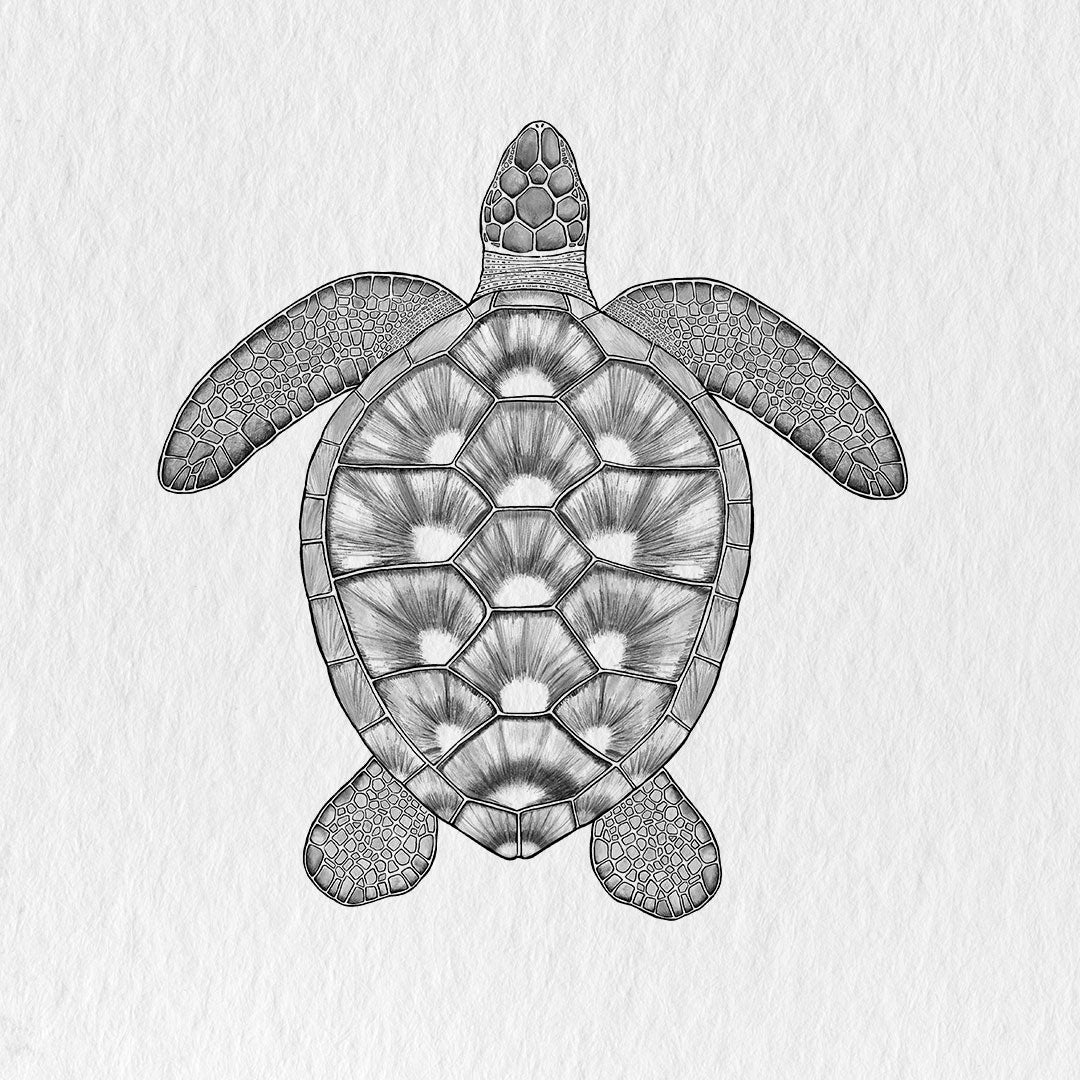 Colección Tortuga Verde