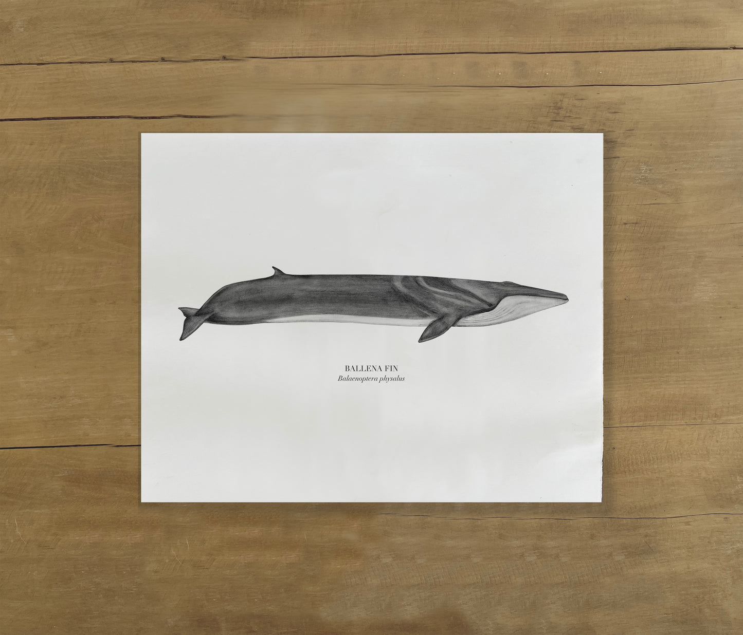 Lámina Ballena Fin Grafito