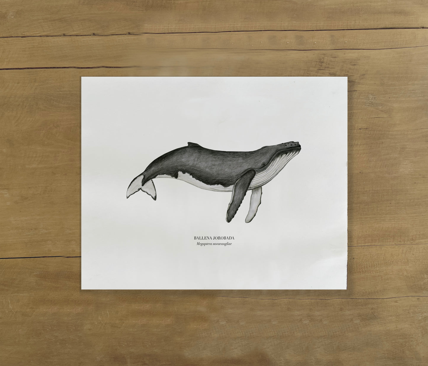 Lámina Ballena Jorobada Grafito