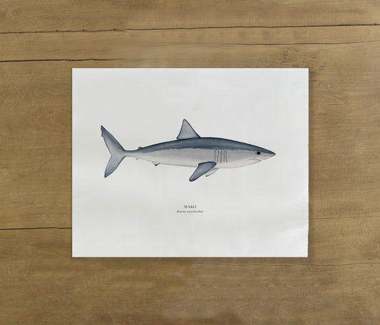 Lámina Tiburón Mako