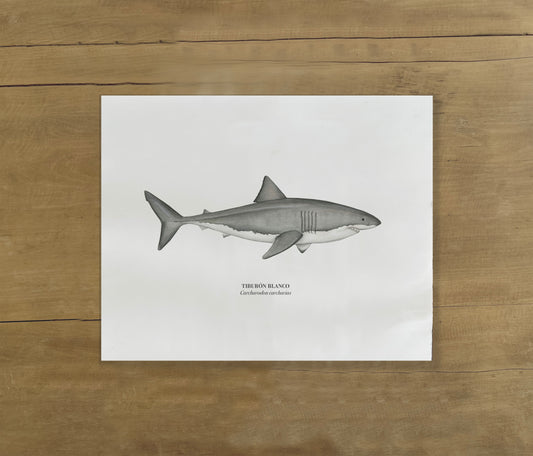Lámina Tiburón Blanco