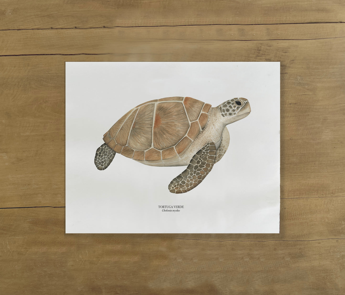 Lámina Tortuga Verde